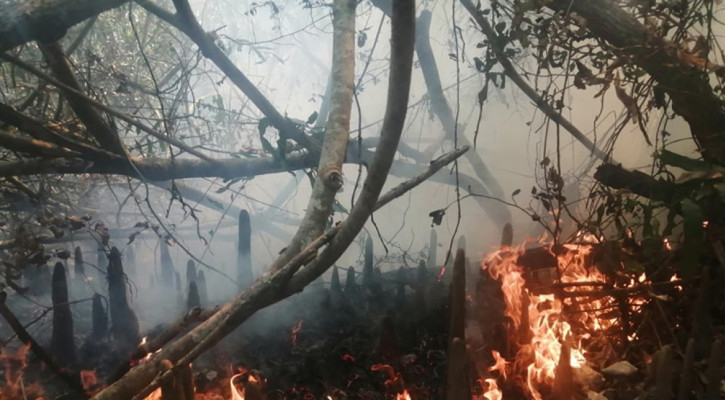 সুন্দরবনের ৫০টি জায়গায় জ্বলছে আগুন ছড়িয়ে পড়েছে দেড় কিলোমিটার জুড়ে