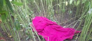 IMG-20240629-WA0065